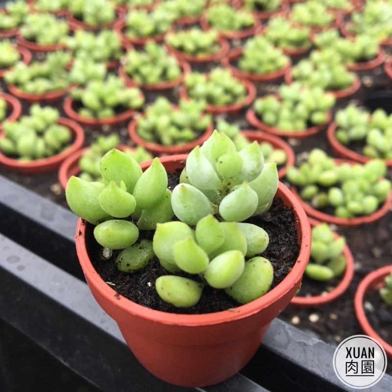 一吋迷你盆【銀之鈴（香香的）】多肉植物|多肉|景天科｜療癒小物| 組盆|綠手指必備|［Xuan肉園］-細節圖5