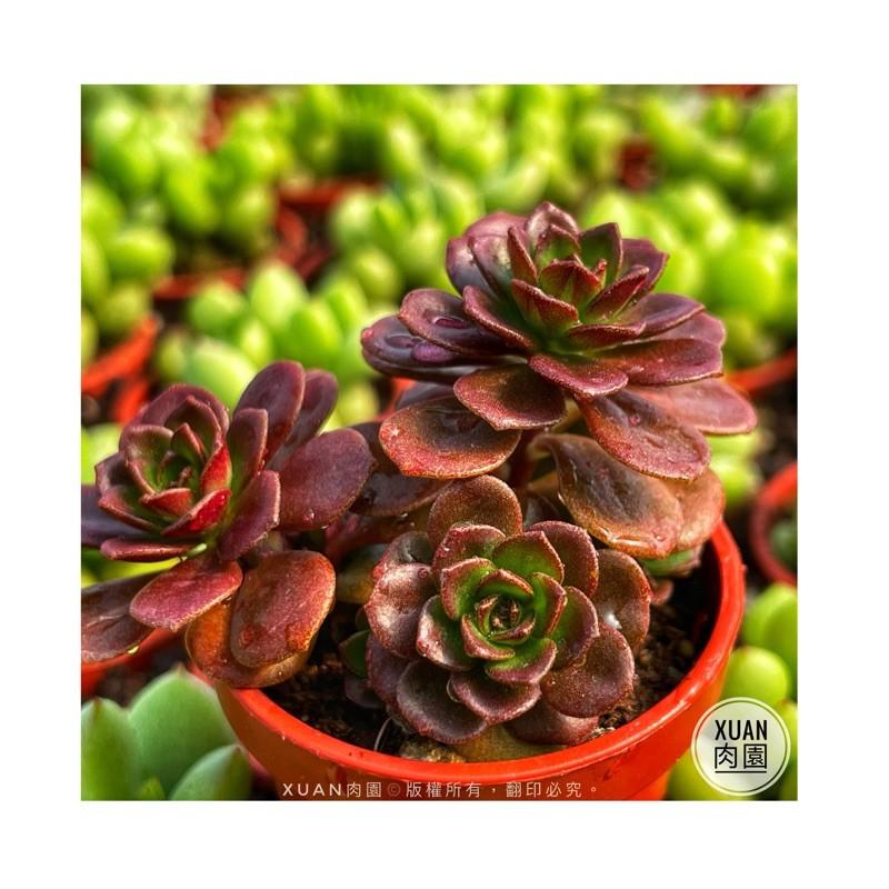 一吋迷你盆【火焰玫瑰（火焰景天）】多肉植物|多肉|景天科｜療癒小物| 組盆|綠手指必備|［Xuan肉園］-細節圖2