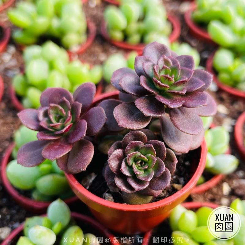 一吋迷你盆【火焰玫瑰（火焰景天）】多肉植物|多肉|景天科｜療癒小物| 組盆|綠手指必備|［Xuan肉園］-細節圖3