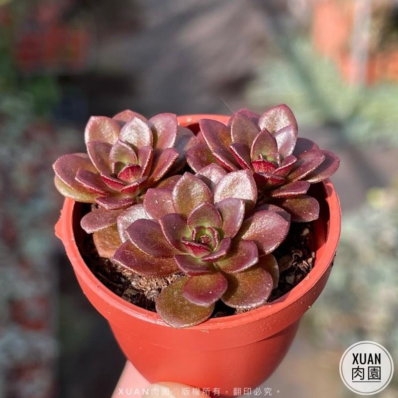 一吋迷你盆【火焰玫瑰（火焰景天）】多肉植物|多肉|景天科｜療癒小物| 組盆|綠手指必備|［Xuan肉園］-細節圖4