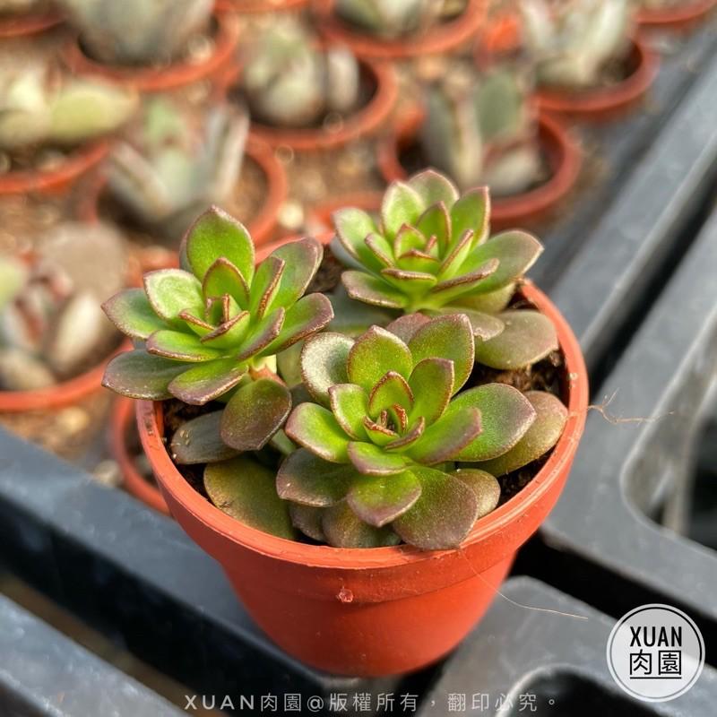 一吋迷你盆【火焰玫瑰（火焰景天）】多肉植物|多肉|景天科｜療癒小物| 組盆|綠手指必備|［Xuan肉園］-細節圖5