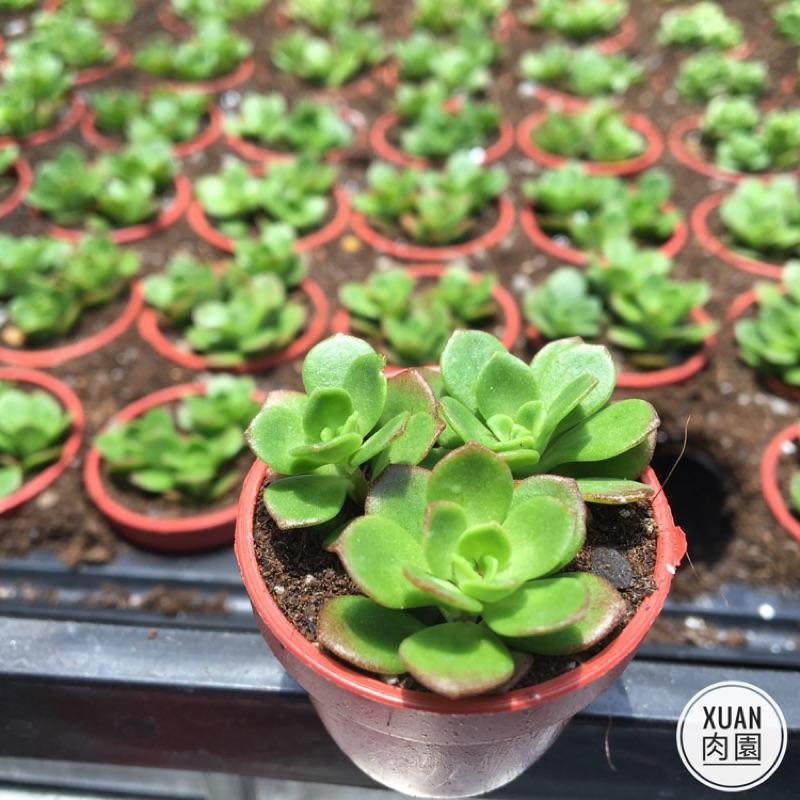 一吋迷你盆【火焰玫瑰（火焰景天）】多肉植物|多肉|景天科｜療癒小物| 組盆|綠手指必備|［Xuan肉園］-細節圖6