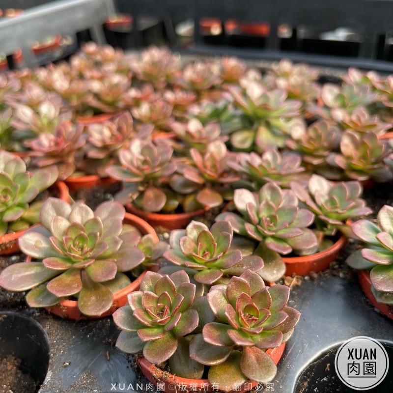 一吋迷你盆【火焰玫瑰（火焰景天）】多肉植物|多肉|景天科｜療癒小物| 組盆|綠手指必備|［Xuan肉園］-細節圖8