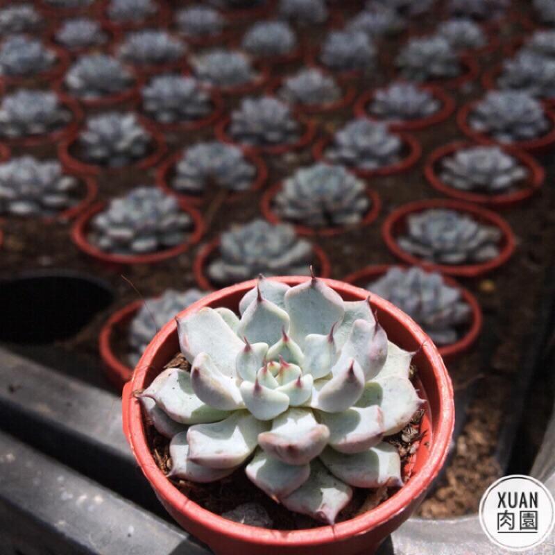 一吋迷你盆【黑爪】多肉植物|多肉|景天科｜療癒小物| 組盆|綠手指必備|［Xuan肉園］-細節圖2