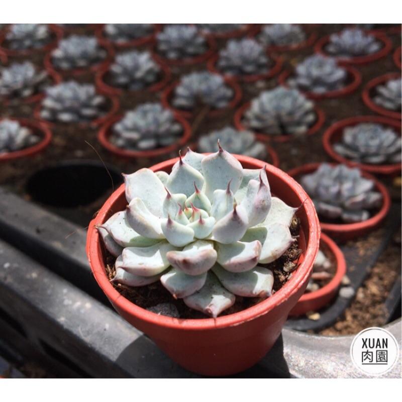 一吋迷你盆【黑爪】多肉植物|多肉|景天科｜療癒小物| 組盆|綠手指必備|［Xuan肉園］-細節圖3