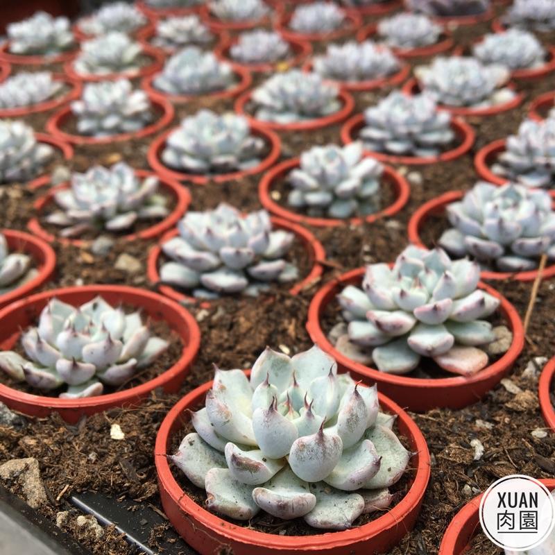 一吋迷你盆【黑爪】多肉植物|多肉|景天科｜療癒小物| 組盆|綠手指必備|［Xuan肉園］-細節圖4