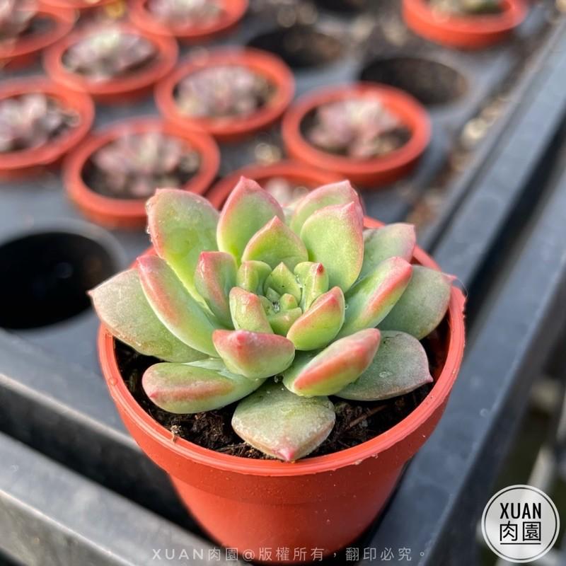 一吋迷你盆【馬庫斯】多肉植物|多肉|景天科｜療癒小物| 組盆|可愛|［Xuan肉園］-細節圖2