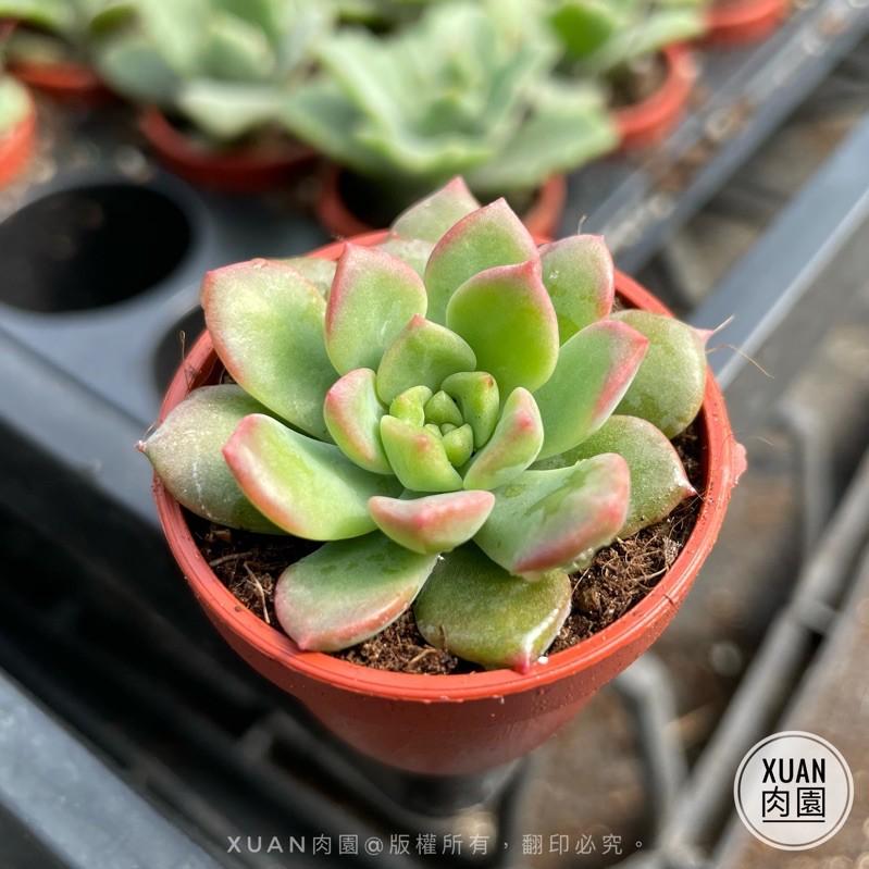 一吋迷你盆【馬庫斯】多肉植物|多肉|景天科｜療癒小物| 組盆|可愛|［Xuan肉園］-細節圖3