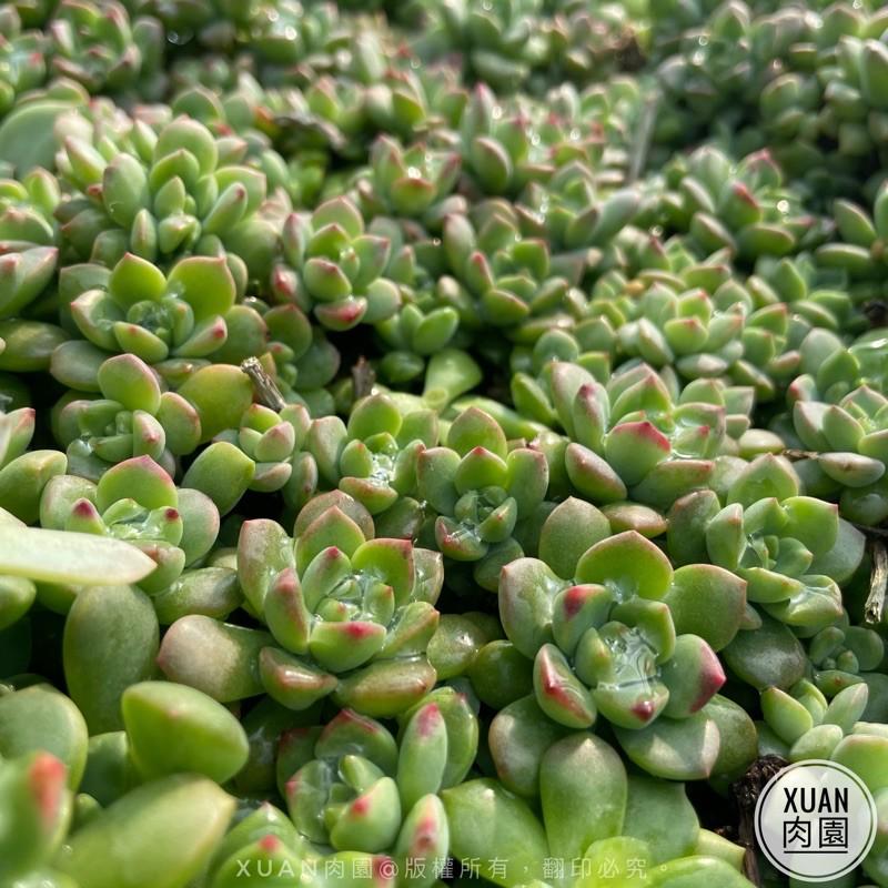 一吋迷你盆【馬庫斯】多肉植物|多肉|景天科｜療癒小物| 組盆|可愛|［Xuan肉園］-細節圖4
