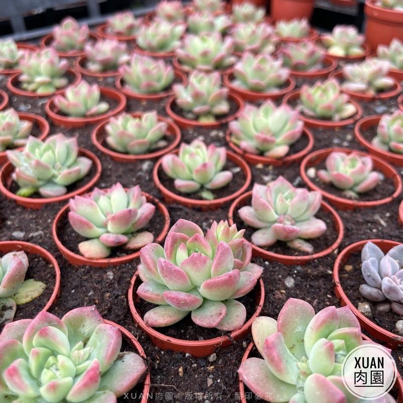一吋迷你盆【馬庫斯】多肉植物|多肉|景天科｜療癒小物| 組盆|可愛|［Xuan肉園］-細節圖5