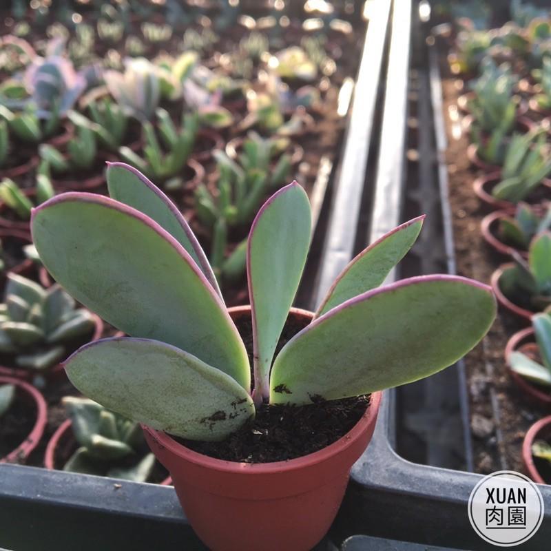 一吋迷你盆【紫蠻刀（魚尾冠）】多肉植物|多肉|景天科｜療癒小物| 組盆|綠手指必備|［Xuan肉園］-細節圖2