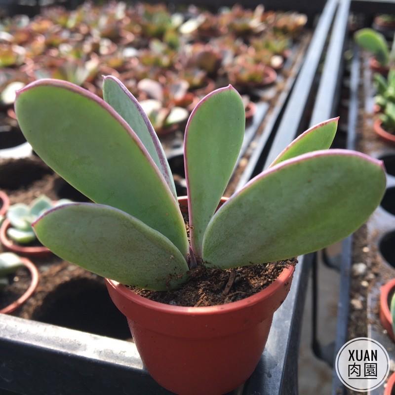一吋迷你盆【紫蠻刀（魚尾冠）】多肉植物|多肉|景天科｜療癒小物| 組盆|綠手指必備|［Xuan肉園］-細節圖3