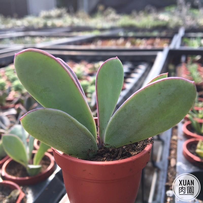 一吋迷你盆【紫蠻刀（魚尾冠）】多肉植物|多肉|景天科｜療癒小物| 組盆|綠手指必備|［Xuan肉園］-細節圖4