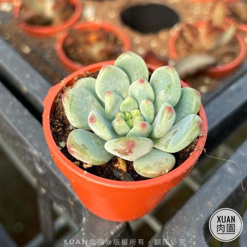 一吋迷你盆【藍精靈】多肉植物|多肉|景天科｜療癒小物| 組盆|綠手指必備|［Xuan肉園］-細節圖2