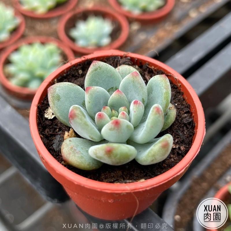 一吋迷你盆【藍精靈】多肉植物|多肉|景天科｜療癒小物| 組盆|綠手指必備|［Xuan肉園］-細節圖3