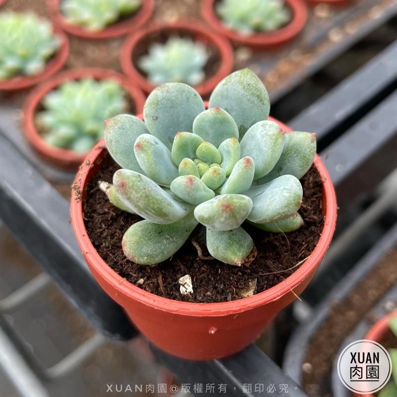 一吋迷你盆【藍精靈】多肉植物|多肉|景天科｜療癒小物| 組盆|綠手指必備|［Xuan肉園］-細節圖4