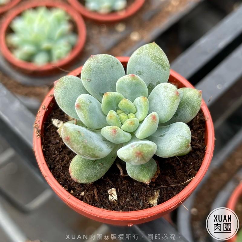 一吋迷你盆【藍精靈】多肉植物|多肉|景天科｜療癒小物| 組盆|綠手指必備|［Xuan肉園］-細節圖5