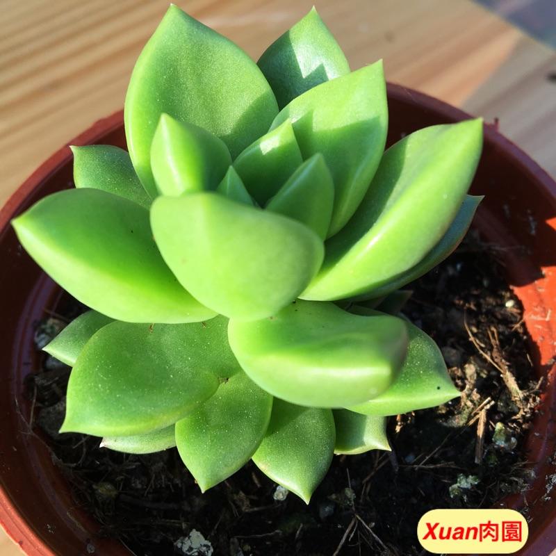 3吋盆【翡翠玉墜】多肉|多肉植物|療癒小物| 組盆|［Xuan肉園］-細節圖2