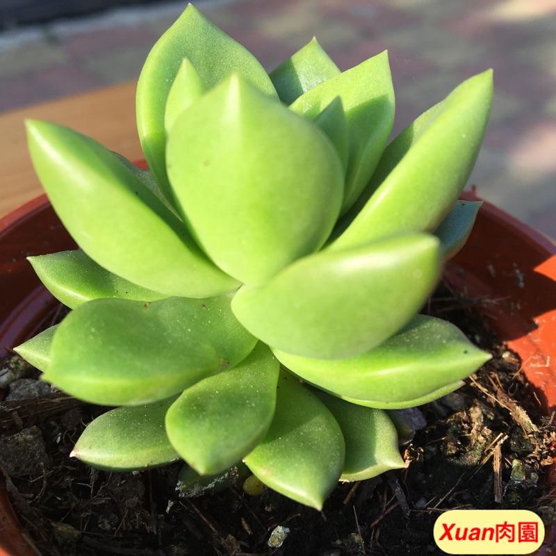 3吋盆【翡翠玉墜】多肉|多肉植物|療癒小物| 組盆|［Xuan肉園］-細節圖3