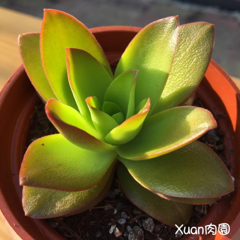 3吋盆【火祭】多肉|多肉植物|療癒小物| 組盆|［Xuan肉園］-細節圖2