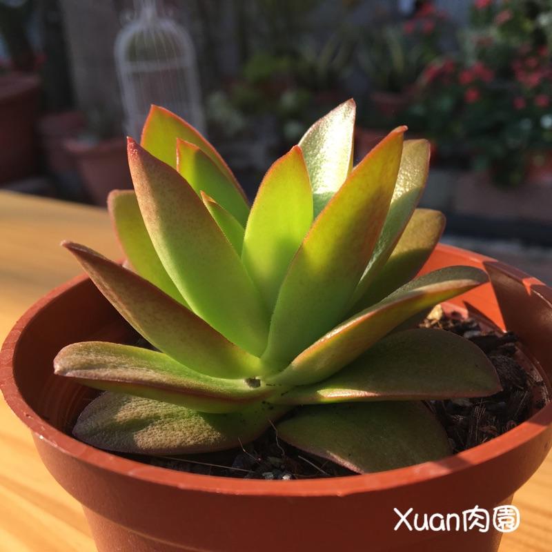3吋盆【火祭】多肉|多肉植物|療癒小物| 組盆|［Xuan肉園］-細節圖3