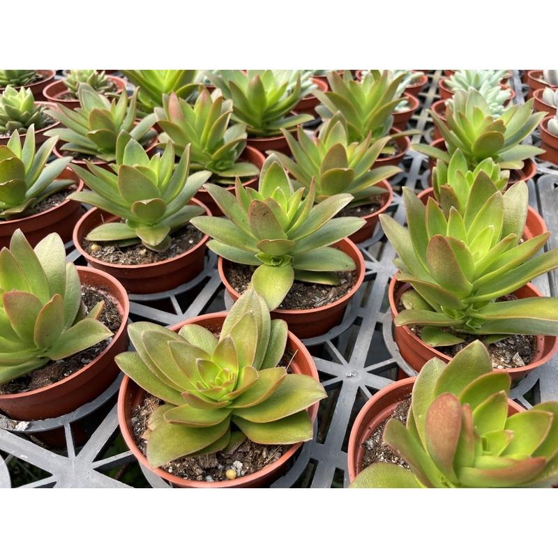 3吋盆【火祭】多肉|多肉植物|療癒小物| 組盆|［Xuan肉園］-細節圖5