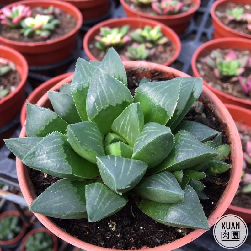3吋盆【康平壽】多肉植物|多肉|療癒小物| 組盆｜綠手指必備|［Xuan肉園］-細節圖2