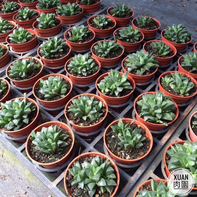 3吋盆【康平壽】多肉植物|多肉|療癒小物| 組盆｜綠手指必備|［Xuan肉園］-細節圖3