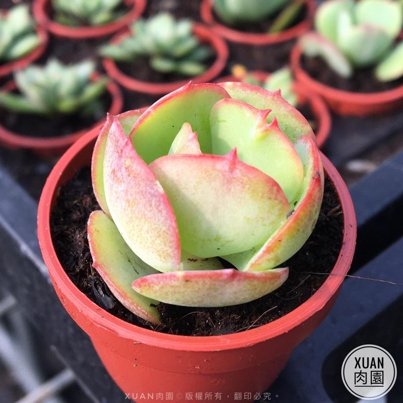 一吋迷你盆【桃之嬌】多肉植物|多肉|景天科｜療癒小物| 組盆|綠手指必備|［Xuan肉園］-細節圖2