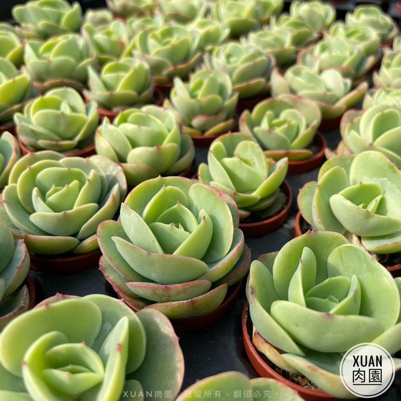 一吋迷你盆【桃之嬌】多肉植物|多肉|景天科｜療癒小物| 組盆|綠手指必備|［Xuan肉園］-細節圖4
