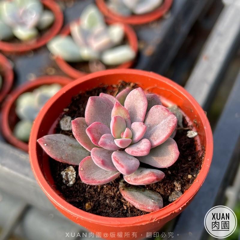 一吋迷你盆【紫心】多肉植物|多肉|景天科｜療癒小物| 組盆|綠手指必備|［Xuan肉園］-細節圖2