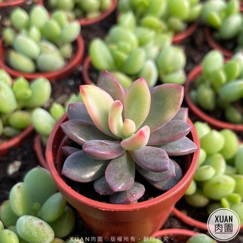 一吋迷你盆【紫心】多肉植物|多肉|景天科｜療癒小物| 組盆|綠手指必備|［Xuan肉園］-細節圖3
