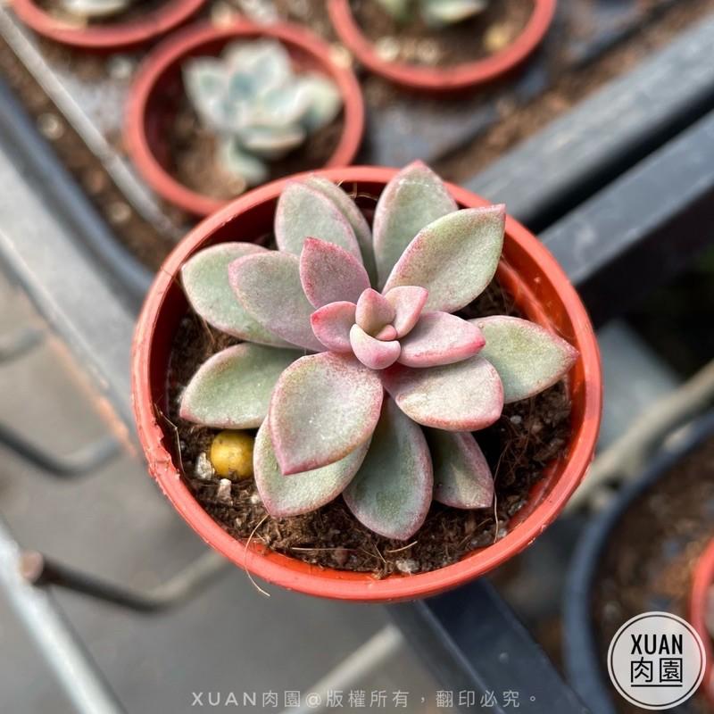 一吋迷你盆【紫心】多肉植物|多肉|景天科｜療癒小物| 組盆|綠手指必備|［Xuan肉園］-細節圖4