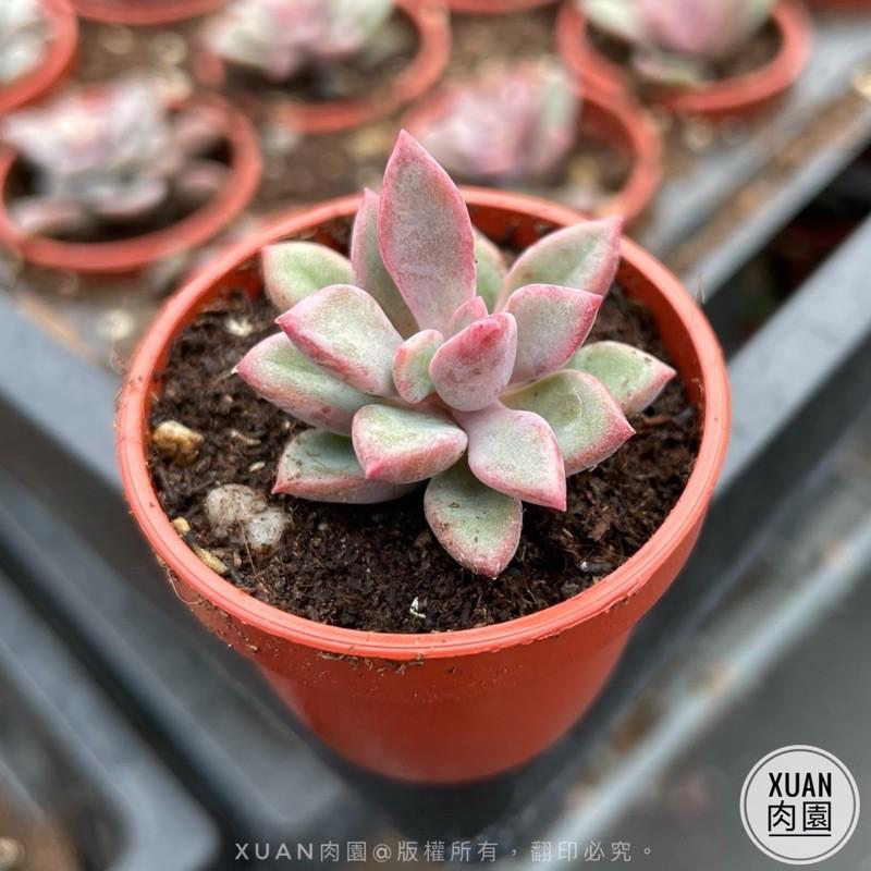 一吋迷你盆【紫心】多肉植物|多肉|景天科｜療癒小物| 組盆|綠手指必備|［Xuan肉園］-細節圖5