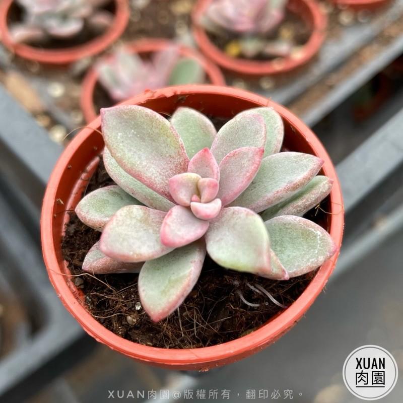 一吋迷你盆【紫心】多肉植物|多肉|景天科｜療癒小物| 組盆|綠手指必備|［Xuan肉園］-細節圖6