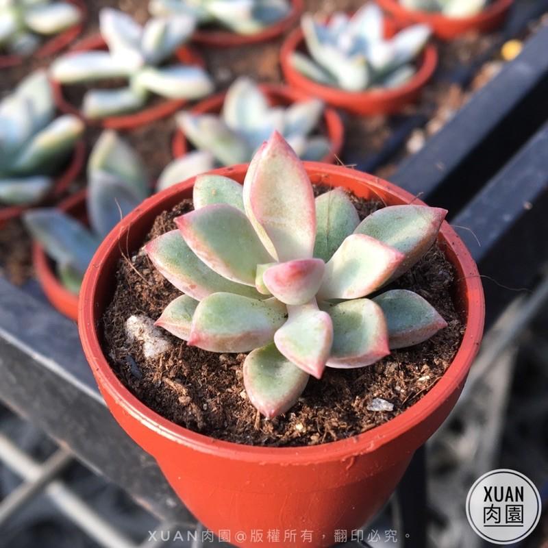 一吋迷你盆【紫心】多肉植物|多肉|景天科｜療癒小物| 組盆|綠手指必備|［Xuan肉園］-細節圖7