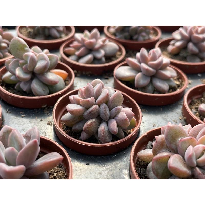 一吋迷你盆【紫心】多肉植物|多肉|景天科｜療癒小物| 組盆|綠手指必備|［Xuan肉園］-細節圖8