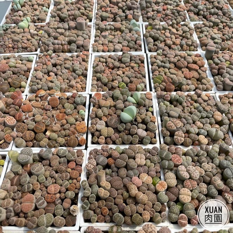 4吋盆【爆盆混合石頭玉磚（真的很滿150～200顆左右）】多肉植物|多肉|療癒小物| 組盆|［Xuan肉園］-細節圖2