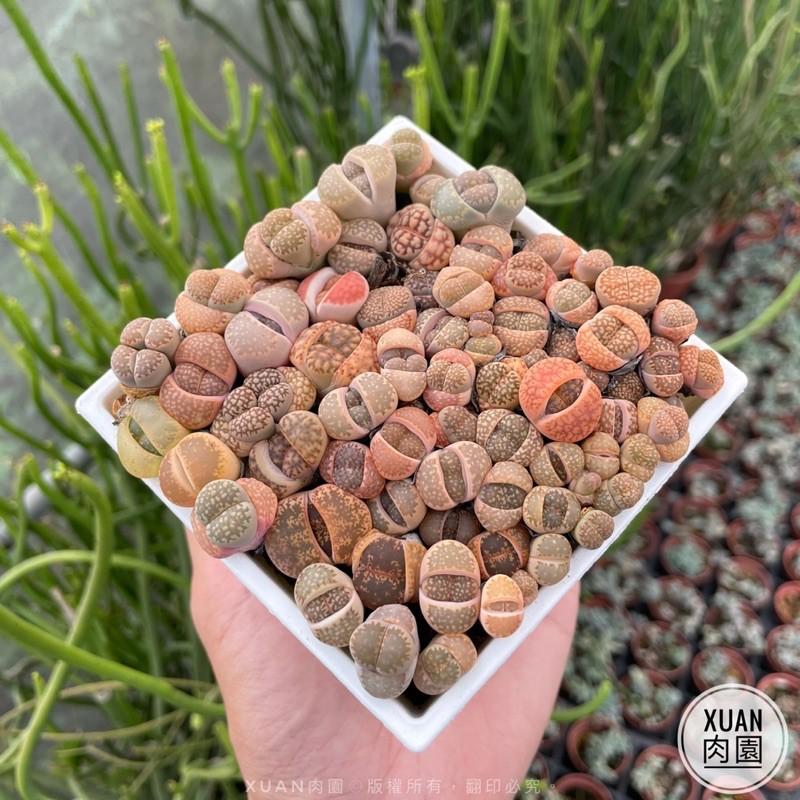 4吋盆【爆盆混合石頭玉磚（真的很滿150～200顆左右）】多肉植物|多肉|療癒小物| 組盆|［Xuan肉園］-細節圖3