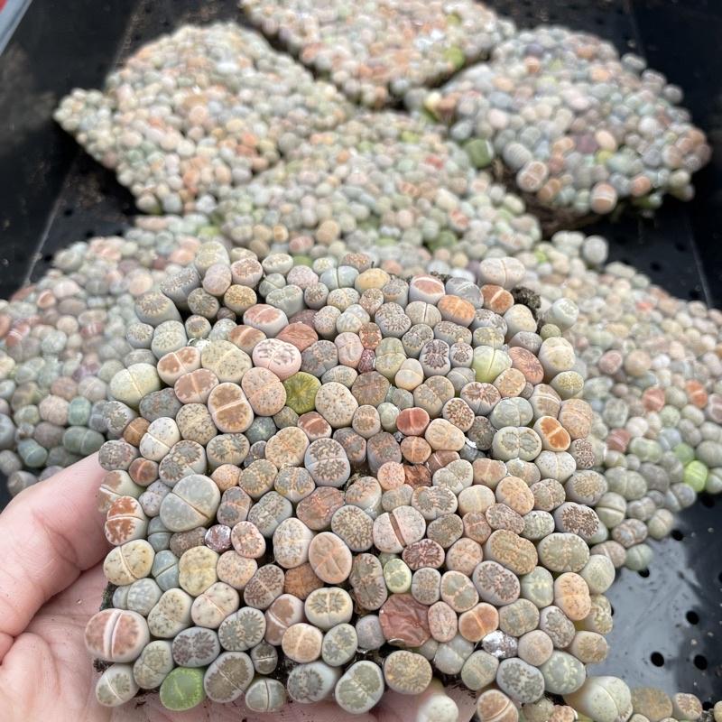 4吋盆【爆盆混合石頭玉磚（真的很滿150～200顆左右）】多肉植物|多肉|療癒小物| 組盆|［Xuan肉園］-細節圖5