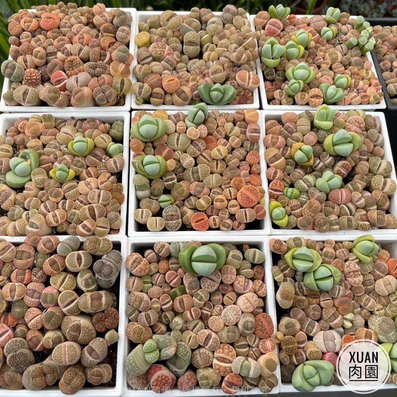 4吋盆【爆盆混合石頭玉磚（真的很滿150～200顆左右）】多肉植物|多肉|療癒小物| 組盆|［Xuan肉園］-細節圖6