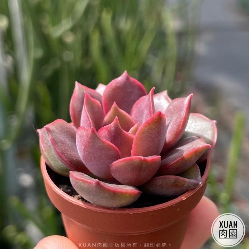 一吋迷你盆【米娜（海拉）】多肉植物|多肉|景天科｜療癒小物| 組盆|綠手指必備|［Xuan肉園］-細節圖2