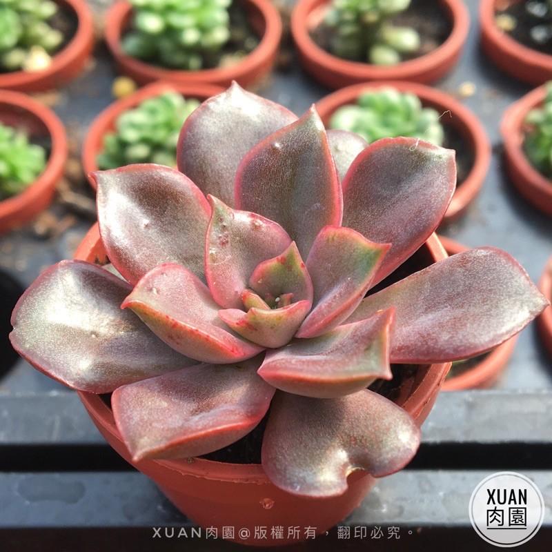 一吋迷你盆【米娜（海拉）】多肉植物|多肉|景天科｜療癒小物| 組盆|綠手指必備|［Xuan肉園］-細節圖3