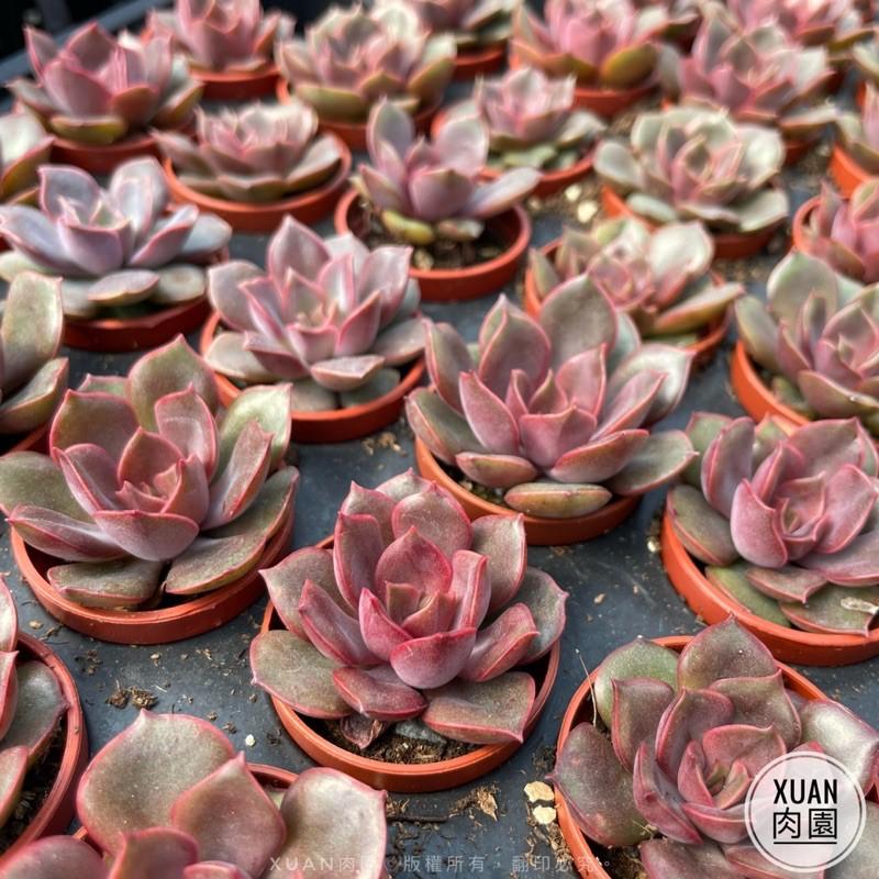 一吋迷你盆【米娜（海拉）】多肉植物|多肉|景天科｜療癒小物| 組盆|綠手指必備|［Xuan肉園］-細節圖4