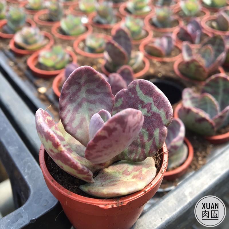 一吋迷你盆【江戶紫】多肉植物|多肉|景天科｜療癒小物| 組盆|綠手指必備|［Xuan肉園］-細節圖2
