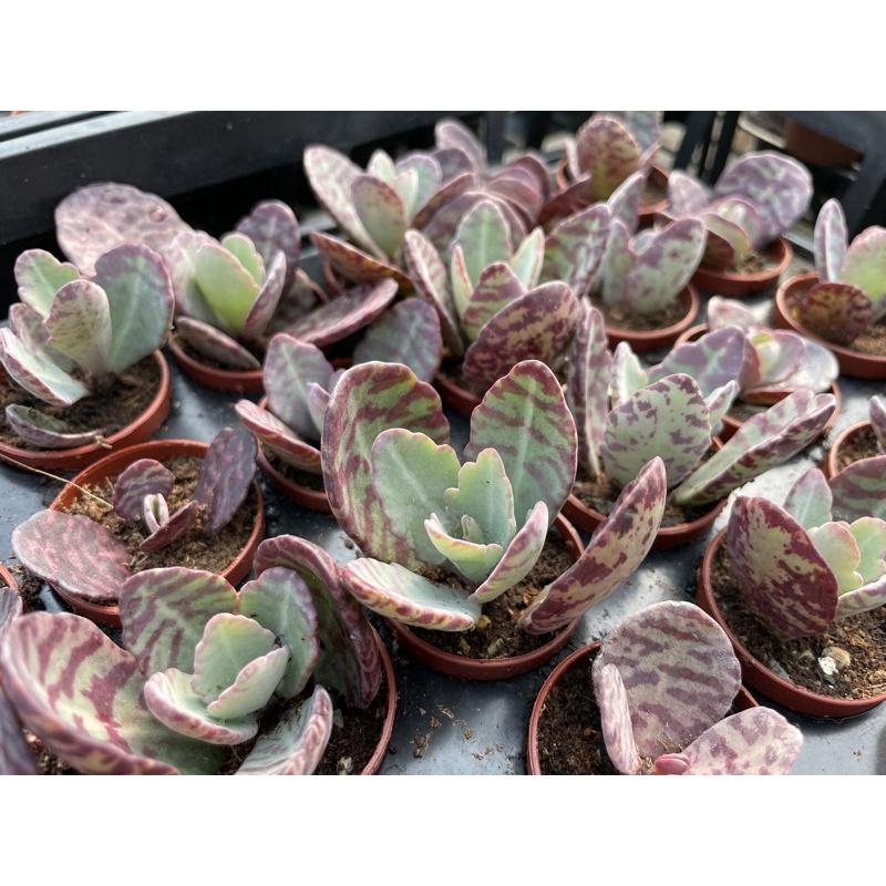 一吋迷你盆【江戶紫】多肉植物|多肉|景天科｜療癒小物| 組盆|綠手指必備|［Xuan肉園］-細節圖3