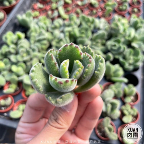 多肉植物熊童子- FindPrice 價格網2025年10月精選購物推薦