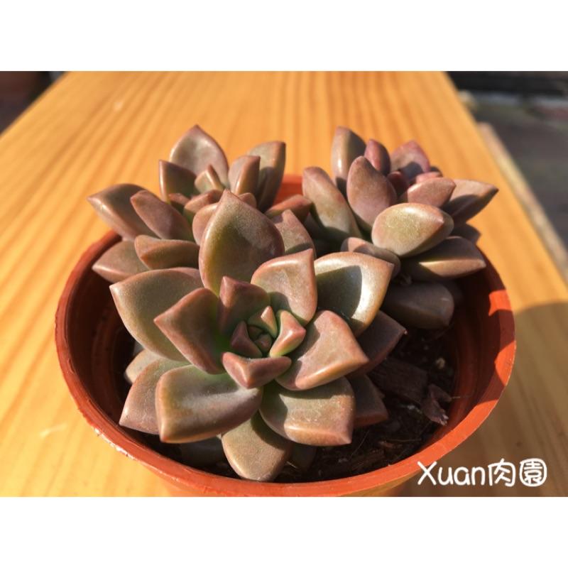 3吋盆【姬朧月】多肉植物|多肉|療癒小物| 組盆|［Xuan肉園］-細節圖2