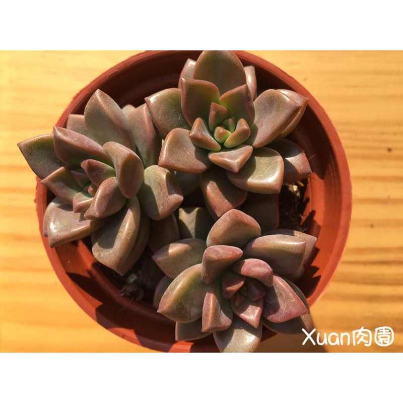 3吋盆【姬朧月】多肉植物|多肉|療癒小物| 組盆|［Xuan肉園］-細節圖3