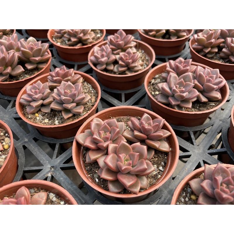 3吋盆【姬朧月】多肉植物|多肉|療癒小物| 組盆|［Xuan肉園］-細節圖5